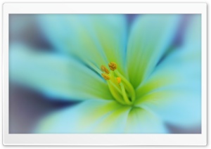 Dreamy Flower Ultra HD Wallpaper for 4K UHD Widescreen desktop, tablet & smartphone