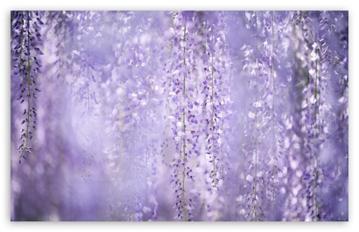 Dreamy Purple Flowers Background UltraHD Wallpaper for UHD 16:9 ; HD 16:9 ; UltraWide 21:9 24:10 32:9 32:10 ; Widescreen 16:10 5:3 ; Fullscreen 4:3 5:4 3:2 ; Tablet 1:1 ; Mobile 9:16 9:19.5 9:20 9:21 9:22 10:16 2:3 3:5 3:4 ; Dual 16:10 5:3 16:9 4:3 5:4 3:2 ;