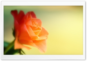 Dreamy Rose Ultra HD Wallpaper for 4K UHD Widescreen desktop, tablet & smartphone