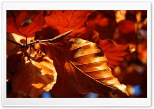 Dried Autumn Leaves Ultra HD Wallpaper for 4K UHD Widescreen desktop, tablet & smartphone