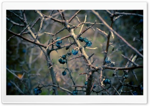 Dried Berries Bush Ultra HD Wallpaper for 4K UHD Widescreen desktop, tablet & smartphone