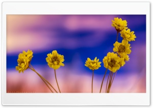 Dried Flowers Ultra HD Wallpaper for 4K UHD Widescreen desktop, tablet & smartphone