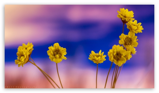 Dried Flowers Ultra HD Desktop Background Wallpaper for 4K UHD TV ...