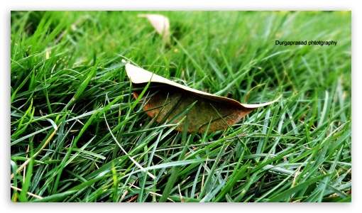 dried grass UltraHD Wallpaper for UHD 16:9 ; HD 16:9 ;