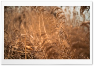 Dried Grass Ultra HD Wallpaper for 4K UHD Widescreen Desktop, Lockscreen, Screensaver, TV, Tablet, Smartphone