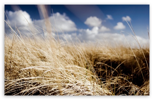 Dried Grass Field, Summer Ultra HD Desktop Background Wallpaper for 4K ...