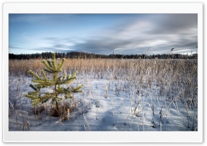 Dried Grass In The Winter Ultra HD Wallpaper for 4K UHD Widescreen Desktop, Lockscreen, Screensaver, TV, Tablet, Smartphone