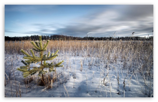 Dried Grass In The Winter UltraHD Wallpaper for HD 16:9 ; Widescreen 16:10 5:3 ; Fullscreen 4:3 5:4 3:2 ; Tablet 1:1 ; Mobile 3:5 3:4 ;