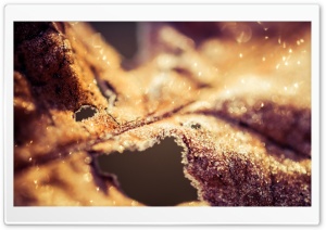 Dried Leaf Bokeh Ultra HD Wallpaper for 4K UHD Widescreen desktop, tablet & smartphone