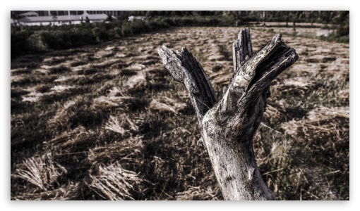 Dried Trunk Tree, Nature UltraHD Wallpaper for UHD 16:9 ; HD 16:9 ;