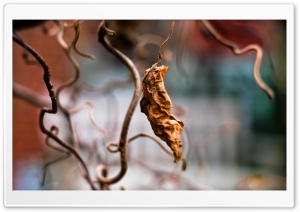 Dried Vine Leaf Ultra HD Wallpaper for 4K UHD Widescreen desktop, tablet & smartphone