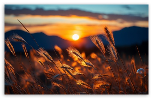 Dried Wheat Stalks in the Sunlight UltraHD Wallpaper for 8K UHD TV 16:9 Ultra High Definition 2160p 1440p 1080p 900p 720p ; UltraWide 21:9 ; Widescreen 16:10 5:3 WHXGA WQXGA WUXGA WXGA WGA ; Fullscreen 4:3 5:4 3:2 UXGA XGA SVGA QSXGA SXGA DVGA HVGA HQVGA ( Apple PowerBook G4 iPhone 4 3G 3GS iPod Touch ) ; Tablet 1:1 ; Mobile 9:16 9:19.5 9:20 10:16 2:3 3:5 3:4 - ;