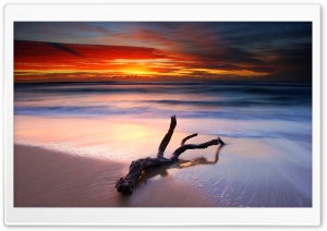 Driftwood And Spectacular Sunset Ultra HD Wallpaper for 4K UHD Widescreen desktop, tablet & smartphone