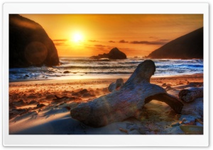 Driftwood At Sunset Ultra HD Wallpaper for 4K UHD Widescreen desktop, tablet & smartphone