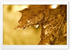 Dripping Golden Leaf Ultra HD Wallpaper for 4K UHD Widescreen desktop, tablet & smartphone