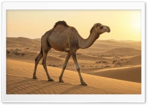 Dromedary Camel in Desert 4K UHD Wallpaper for Widescreen and UltraWide Desktop, UltraHD TV, Smartphone, Tablet