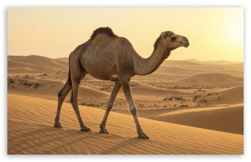Dromedary Camel in Desert UltraHD Wallpaper for UHD 16:9 ; HD 16:9 ; UltraWide 21:9 24:10 ; Widescreen 16:10 ; Tablet 1:1 ;