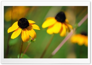 Drooping Yellow Flowers Ultra HD Wallpaper for 4K UHD Widescreen desktop, tablet & smartphone