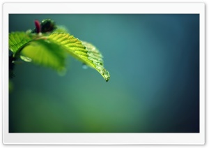 Drop and Green Ultra HD Wallpaper for 4K UHD Widescreen desktop, tablet & smartphone