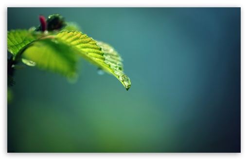 Drop and Green UltraHD Wallpaper for HD 16:9 ; Widescreen 16:10 5:3 ; Fullscreen 4:3 5:4 3:2 ; Tablet 1:1 ; Mobile 3:5 3:4 ;