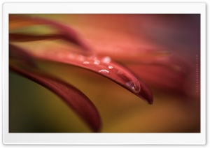 Drop in Flower Ultra HD Wallpaper for 4K UHD Widescreen desktop, tablet & smartphone