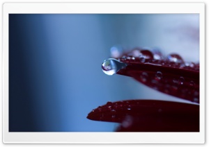 Drop Macro Ultra HD Wallpaper for 4K UHD Widescreen desktop, tablet & smartphone