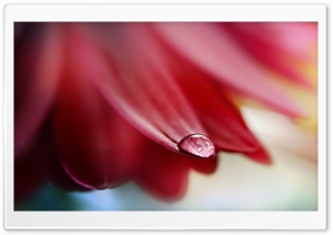 Drop On Flower Petal Ultra HD Wallpaper for 4K UHD Widescreen desktop, tablet & smartphone