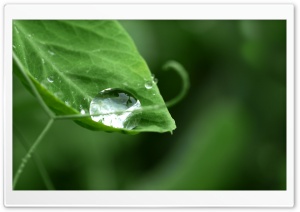 Drop On Pea Ultra HD Wallpaper for 4K UHD Widescreen desktop, tablet & smartphone