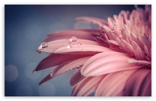 Drop On Pink Flower Macro UltraHD Wallpaper for HD 16:9 ; Widescreen 16:10 5:3 ; Fullscreen 4:3 5:4 3:2 ;