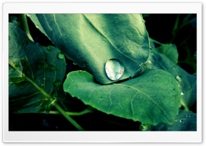 Drop on the Leaves Ultra HD Wallpaper for 4K UHD Widescreen desktop, tablet & smartphone