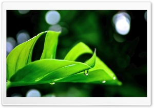 Droplet On Leaf Ultra HD Wallpaper for 4K UHD Widescreen desktop, tablet & smartphone