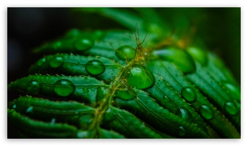 Droplets UltraHD Wallpaper for HD 16:9 ;