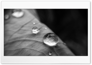 Drops 4K UHD Wallpaper for Widescreen and UltraWide Desktop, UltraHD TV, Smartphone, Tablet