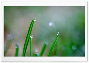 Drops of Rain Ultra HD Wallpaper for 4K UHD Widescreen desktop, tablet & smartphone