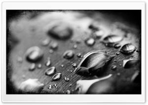 Drops Of Water Black And White Ultra HD Wallpaper for 4K UHD Widescreen desktop, tablet & smartphone