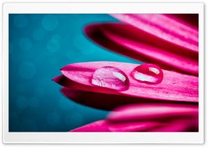 Drops on a Pink Flower Ultra HD Wallpaper for 4K UHD Widescreen desktop, tablet & smartphone