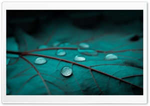 Drops On Emerald Leaf Ultra HD Wallpaper for 4K UHD Widescreen desktop, tablet & smartphone