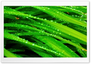Drops On Grass Light Ultra HD Wallpaper for 4K UHD Widescreen desktop, tablet & smartphone
