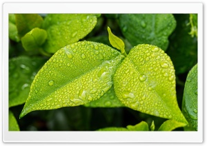 Drops on Leaves Ultra HD Wallpaper for 4K UHD Widescreen desktop, tablet & smartphone