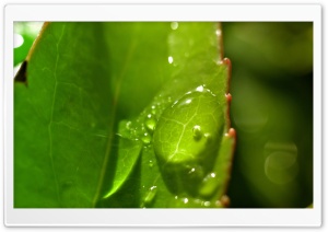Drops On Leaves 2 Ultra HD Wallpaper for 4K UHD Widescreen desktop, tablet & smartphone