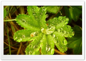 Drops On Leaves 34 Ultra HD Wallpaper for 4K UHD Widescreen Desktop, Lockscreen, Screensaver, TV, Tablet, Smartphone