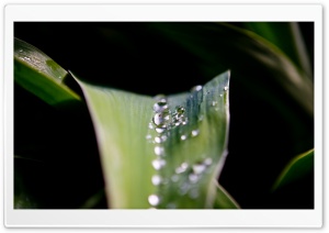 Drops On Leaves 39 Ultra HD Wallpaper for 4K UHD Widescreen Desktop, Lockscreen, Screensaver, TV, Tablet, Smartphone