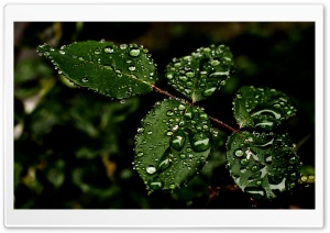 Drops on Leaves Ultra HD Wallpaper for 4K UHD Widescreen desktop, tablet & smartphone