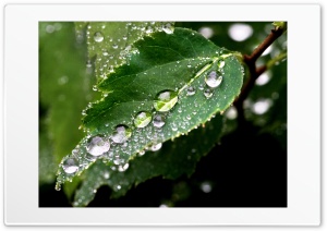 Drops On Leaves 8 Ultra HD Wallpaper for 4K UHD Widescreen desktop, tablet & smartphone