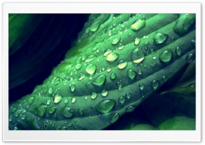 Drops On Leaves 9 Ultra HD Wallpaper for 4K UHD Widescreen desktop, tablet & smartphone