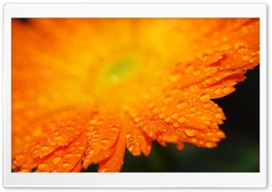 Drops On Orange Petals Macro Ultra HD Wallpaper for 4K UHD Widescreen desktop, tablet & smartphone