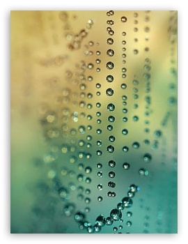 Drops On Spider Web UltraHD Wallpaper for Mobile 3:4 ;