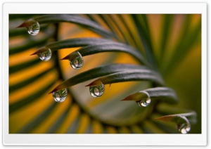 Drops Reflection Ultra HD Wallpaper for 4K UHD Widescreen desktop, tablet & smartphone
