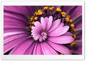 Droste Ultra HD Wallpaper for 4K UHD Widescreen desktop, tablet & smartphone