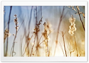 Dry Field Grass Ultra HD Wallpaper for 4K UHD Widescreen desktop, tablet & smartphone